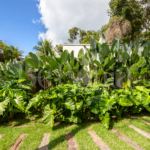 Casa Oiti (14)